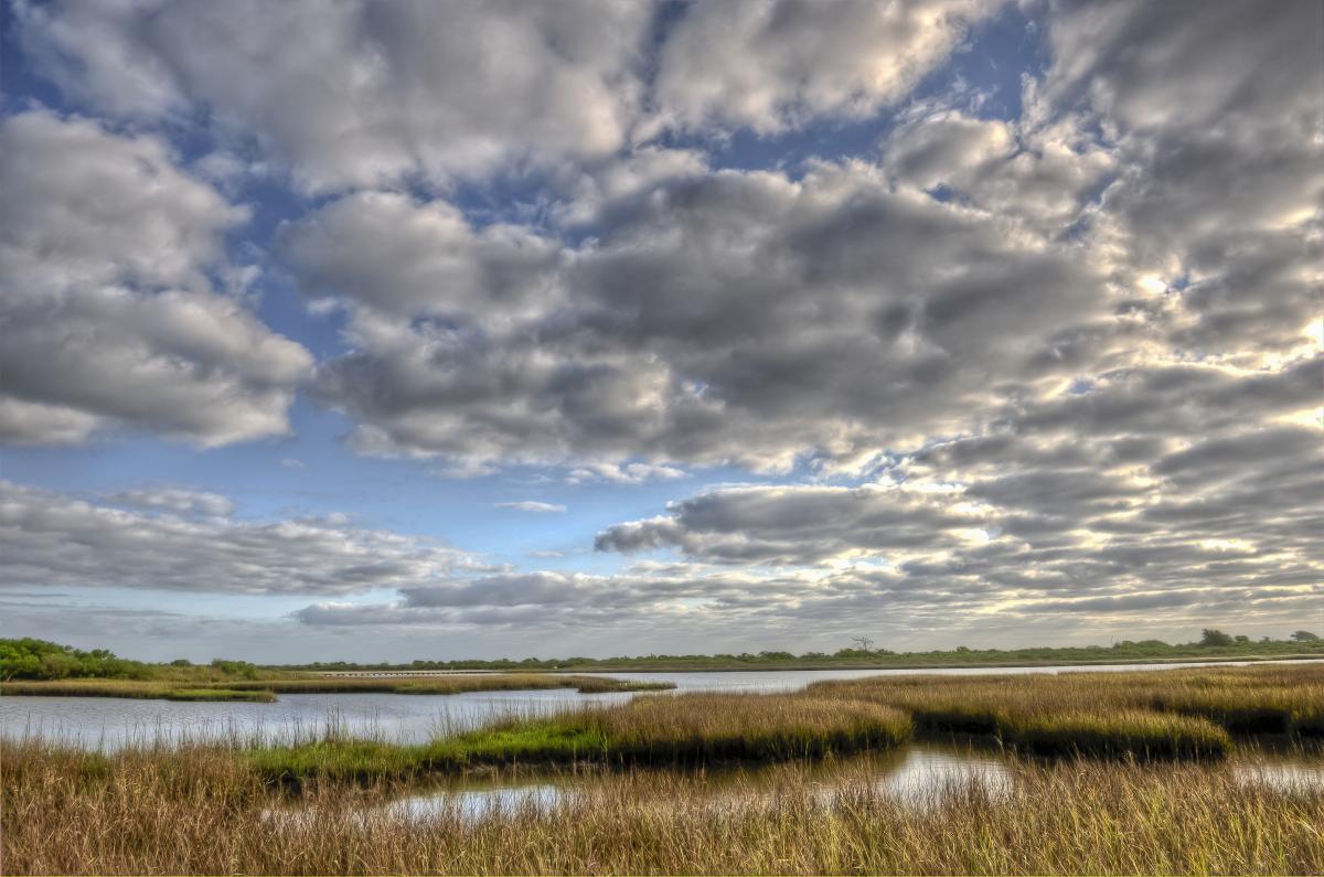 Coastal marsh in Texas.